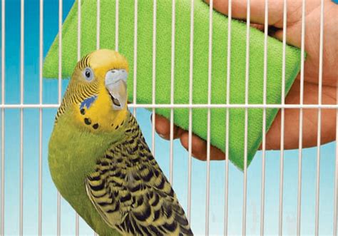 Clean bird cage - How to keep area around bird cage clean