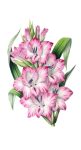 Vintage Clipart Flower Gladiolus Free Stock Photo - Public Domain Pictures