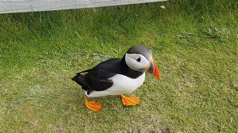 Watch: Curious Puffin Befriends a Tourist