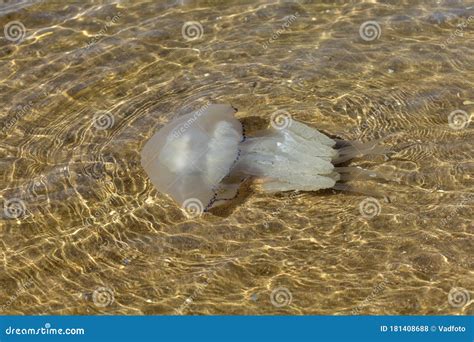 Marine Jellyfish, in a Natural Habitat Stock Photo - Image of large, animal: 181408688