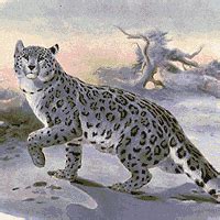 Habitat and Prey – Snow Leopards