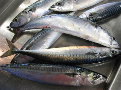 The Vineyard Gazette - Martha's Vineyard News | Atlantic Mackerel Can’t Stand Heat in Our Waters