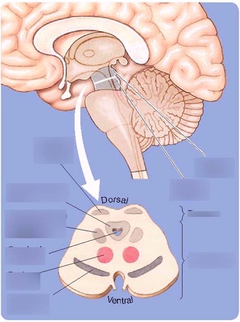 Midbrain Diagram Diagram | Quizlet