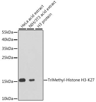 Histone H3K27me3 (H3K27 Trimethyl) Polyclonal Antibody | EpigenTek