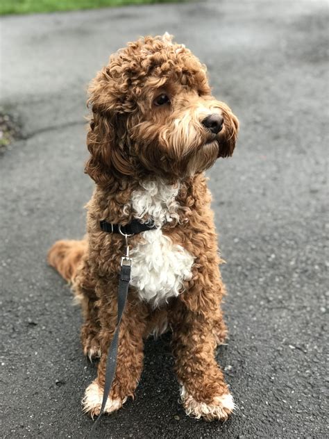 Our S’mores, Australian labradoodle Labradoodle Puppy, Labradoodles ...