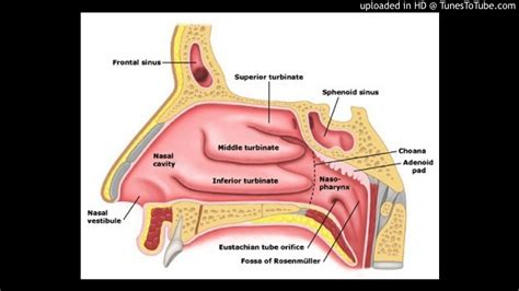 Surgery to the inferior turbinate - YouTube