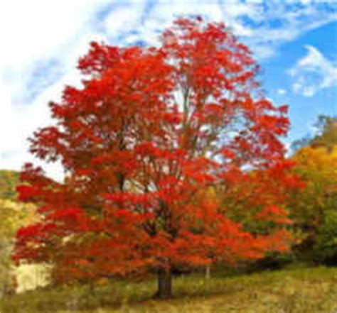 West Virginia State Tree: Sugar Maple (Aceraceae Acer saccharum)