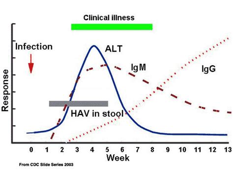 Liver Blood Test ALT/AST Enzyme Values | Livers With Life