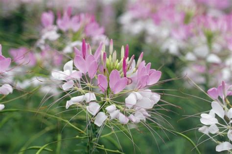 Different Kinds of Long-Stem Flowers | Hunker