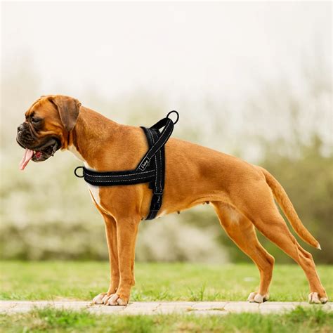 2020 No Pull Nylon Dog Harness Soft Padded Reflective Pet Harnesses Vest For Walking Small ...