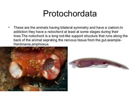 animal classification