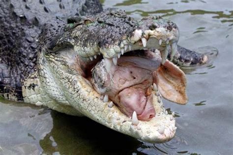 Crocodile attack leads to fatality in Australia - CSMonitor.com