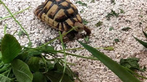 Egyptian Tortoises Habitat: Adult female Egyptian Tortoise for sale ...