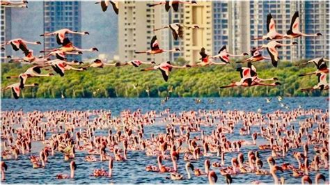 Flamingos and seagulls make annual visit to Navi Mumbai, stunning video wins over netizens ...