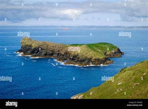 Mullion Island bird sanctuary, Mullion, Cornwall, England, UK - from the South West Coast path ...