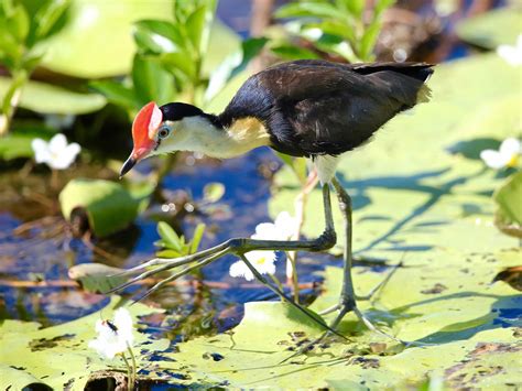 Avithera: Some Top End wetland birds