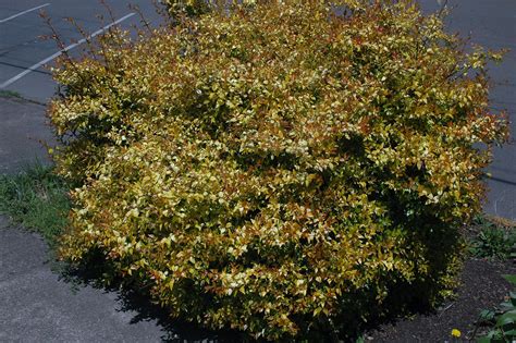 Abelia × grandiflora 'Francis Mason' | Landscape Plants | Oregon State ...