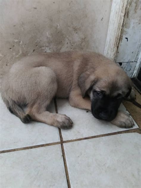 English Mastiff Puppies For Sale | Chicago, IL #339153