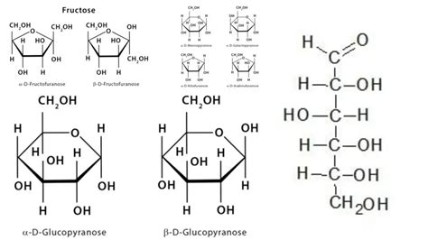 Haworth Projection - Definition, Characterisitcs, Examples - Biology ...