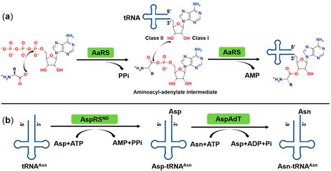 IJMS | Free Full-Text | Aminoacyl-tRNA Synthetases as Valuable Targets for Antimicrobial Drug ...