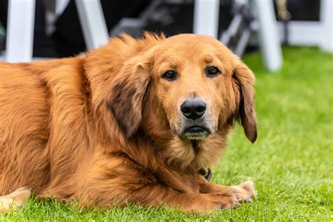 Golden Retriever Mixes: 57 Different Golden Crossbreeds - K9 Web