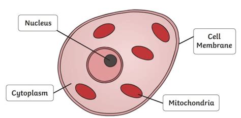 What is an Animal Cell? - Answered - Twinkl teaching Wiki