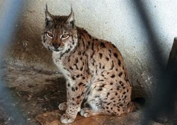 Balkan Lynx | Balkan Lynx Endangered By Poachers, Locals - Science News - redOrbit | Lynx, Wild ...