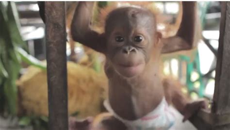 Rickina, Baby Orangutan, Will Make You Squeal With Joy (VIDEO) | HuffPost