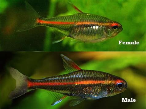 Serpae Tetra Male Or Female - bdonornot56