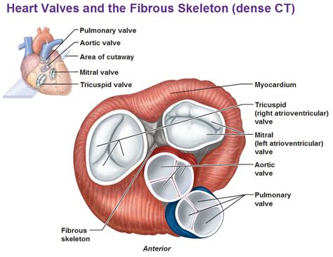 2. Valves – Pulmonary Function I (Outline) by Human Physiology