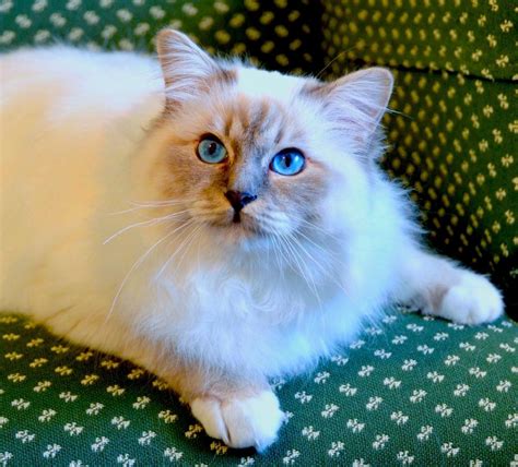 Birman Cats For Sale | Huntsville, AL #153534 | Petzlover