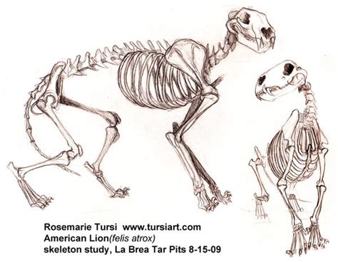 American Lion Skeleton study 1 by tursiart on DeviantArt