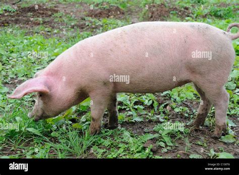 Pig eating grass Stock Photo - Alamy