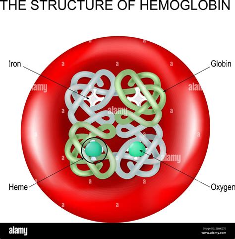 Structure of hemoglobin into a Red blood cell. haemoglobin molecule with a Heme group. Vector ...