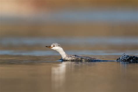 THE WESTERN GREBE