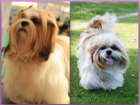 Lhasa Apso vs. Shih Tzu: What's the Difference? | The Dog People by Rover.com