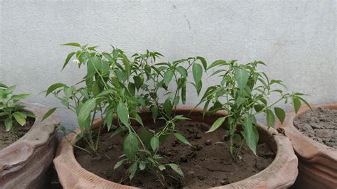 CHILLI plant care in Summer Specially For Roof Top Gardening. Grow ...