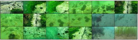 Collection Of Underwater Object Detection Dataset