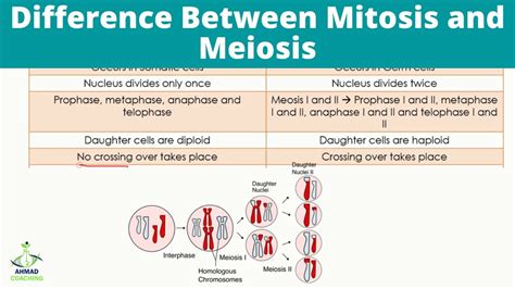 Difference Between Mitosis And Meiosis Biology Cell The, 47% OFF