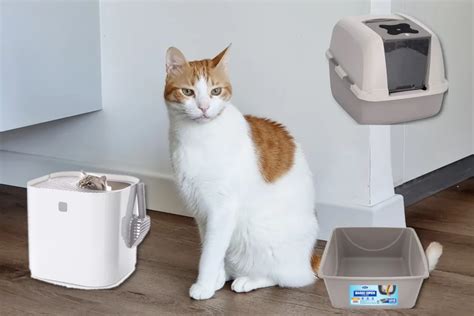 Choosing the Best Litter Box, Litter & Location for Your Cat