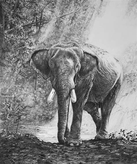 Drawing an Elephant with Pencil – Timed Drawing Exercise