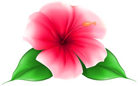 transparent background hibiscus flower clipart - Clip Art Library