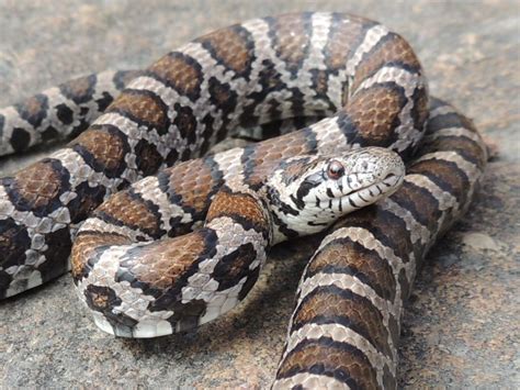 Eastern Milksnake | Milk snake, Snake, Reptile snakes