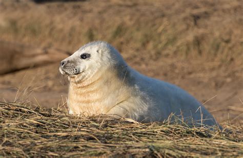 2021 Calendar Gallery – Yorkshire Wildlife