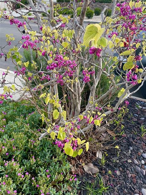 Cercis canadensis or Eastern Redbud | Online Flower Garden