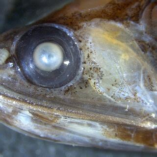 -Enucleated left eye of Lepidophanes guentheri showing the dorsoventral ...