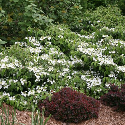 The Wabi-Sabi® Dwarf Doublefile Viburnum? I've Got Room For That! - Fine Gardening