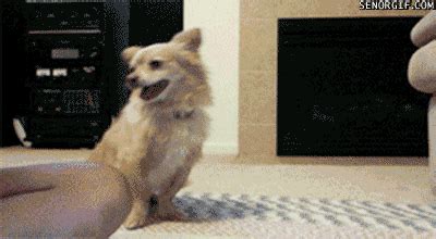 High Five Dog GIF by Cheezburger - Find & Share on GIPHY