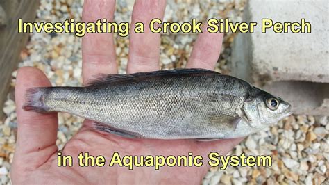 Investigating a Crook Silver Perch in the Aquaponics. Possible ...