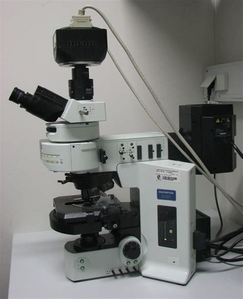 Introduction to Fluorescence Microscopy | Society for Mucosal Immunology